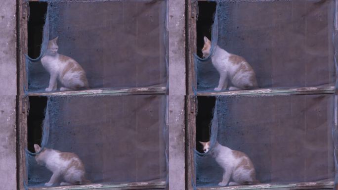 农村家猫 黄色猫咪