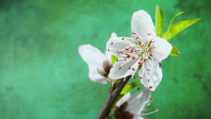 白色桃花开花延时摄影