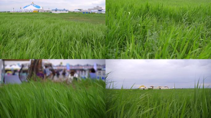 张北·中都草原-草原牧草