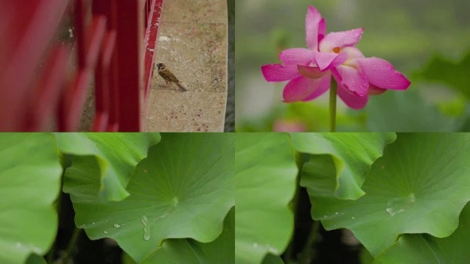 雨中的麻雀和荷花