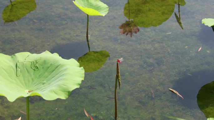 夏日荷花蜻蜓