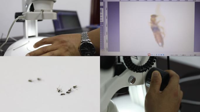 显微镜下的飞蚊和捕蚊灯隐翅虫和捕蚊器