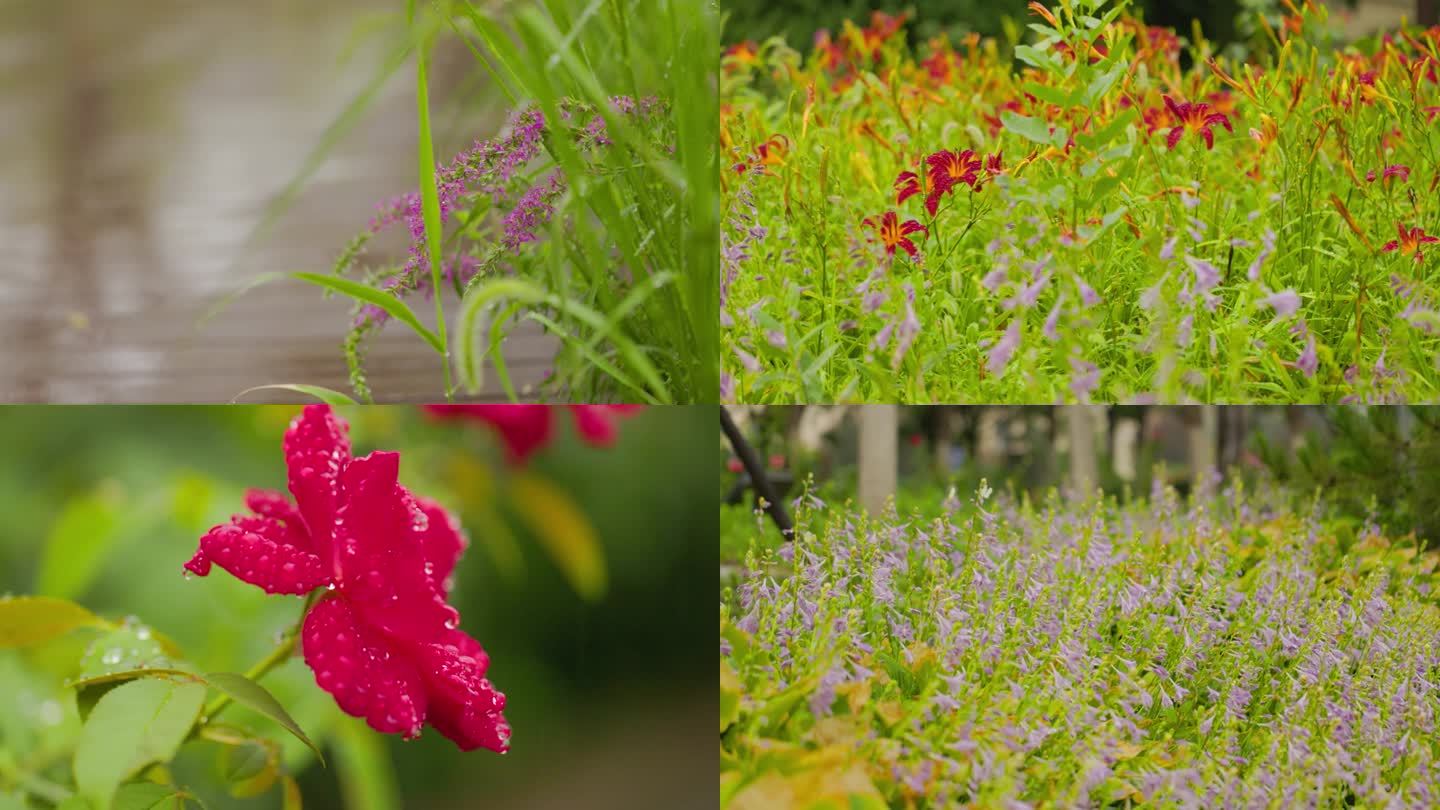 雨中各种花草合集