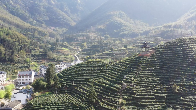 4K航拍安徽猴坑村茶山