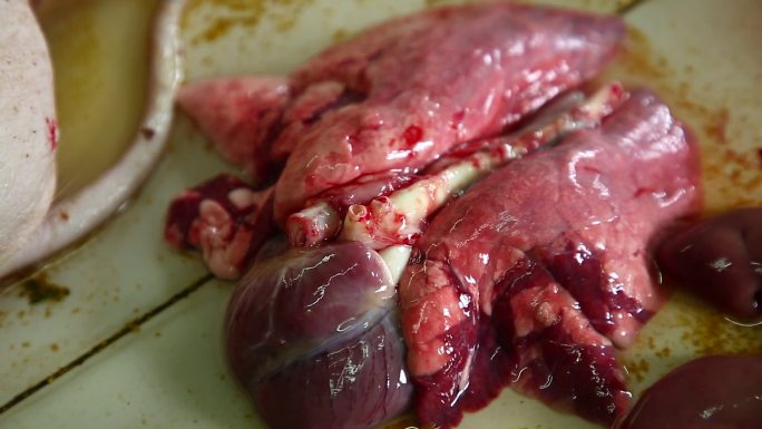 仔猪解剖 内脏 心脏 肾脏出血 心肺症状