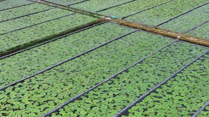 鸡头米芡实农业种植基地航拍