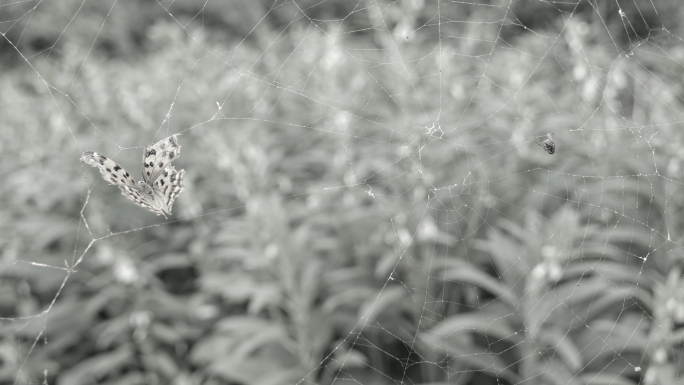 黑白调被缠在蜘蛛网上挣扎的昆虫