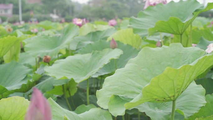 雨中荷花