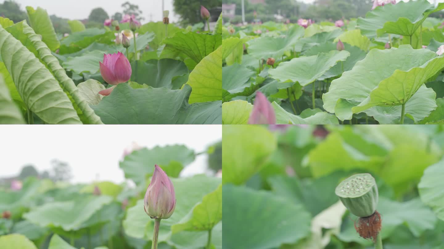 雨中荷花