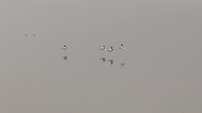 草原湖上飞鸟