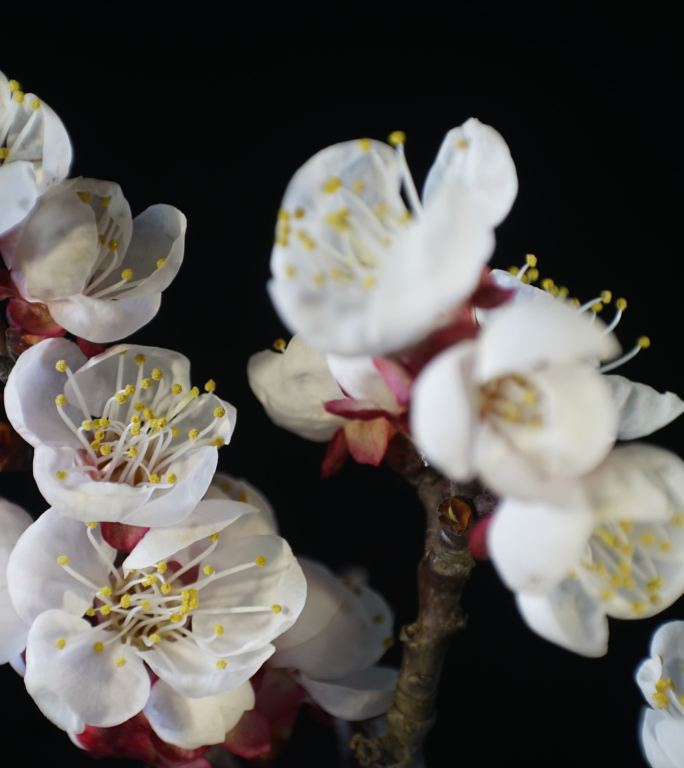 竖画幅杏花开花延时