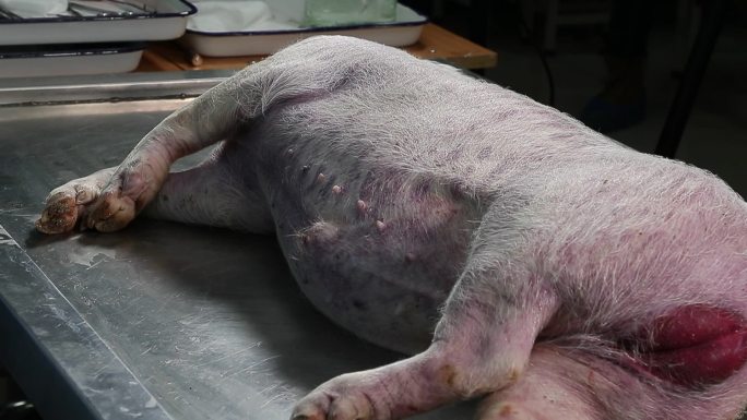 病死猪 猪丹毒 身体各部位病症 仔猪解剖