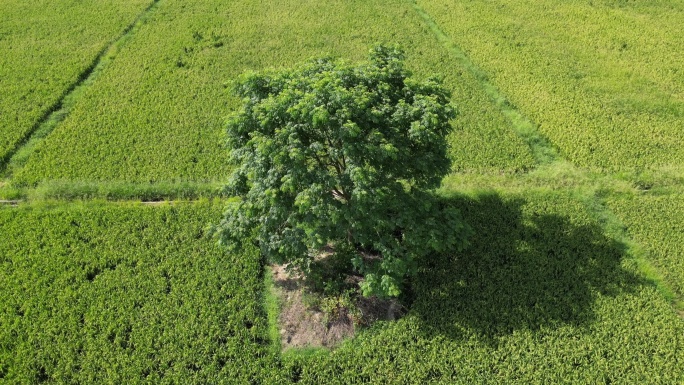稻田中央的一棵树