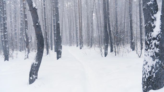 冰雪覆盖的树木在冬季森林中飘落，缓慢的运动