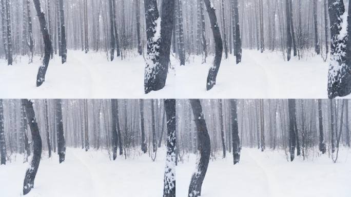 冰雪覆盖的树木在冬季森林中飘落，缓慢的运动