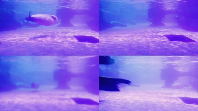 海洋生物海豚水中游