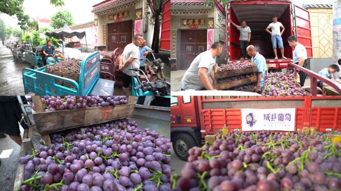 葡萄收购  农民卖葡萄
