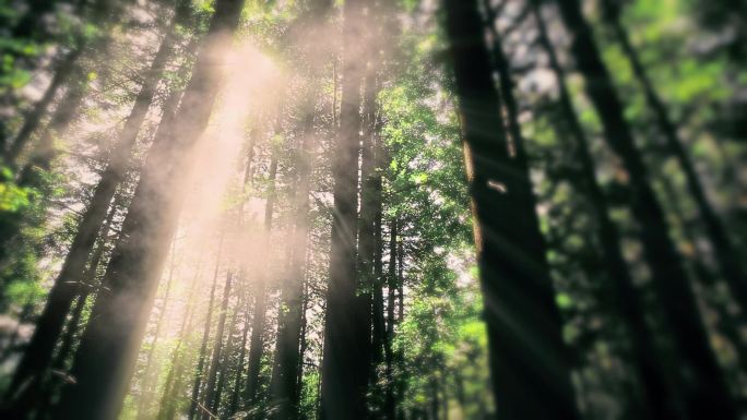 早上在森林里太阳光穿过树林