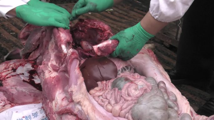 猪蓝耳病解剖 猪食物中毒 解剖检查