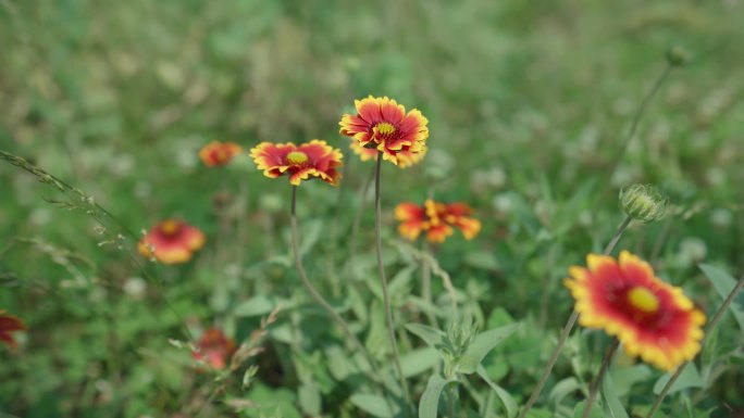 菊花，花，天人菊，虎皮菊