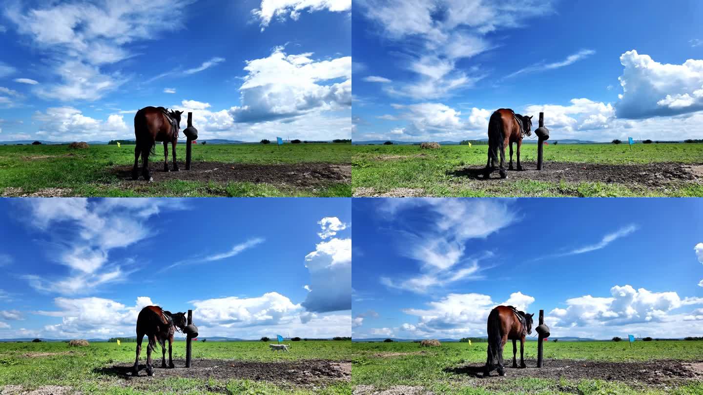 一匹马与蓝天白云延时视频