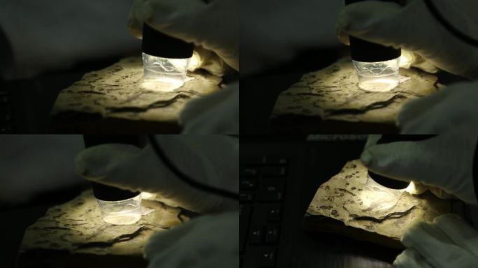 （4K）J四川都江堰观察节肢动物远古化石