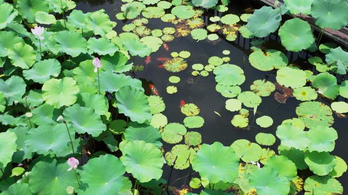 荷花池和锦鲤