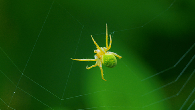 自然界美丽蜘蛛在织网
