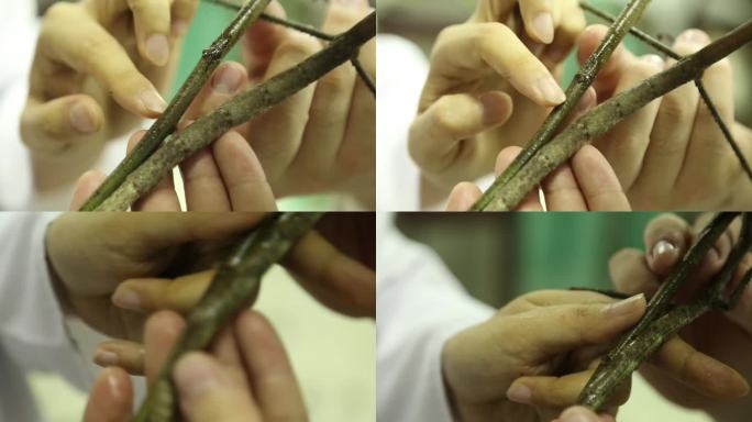 （4K）J四川都江堰巨竹节虫与板栗树对比