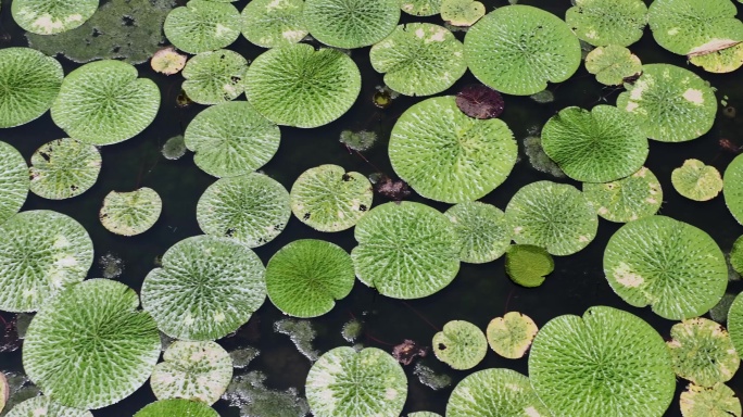 鸡头米芡实农业种植基地航拍