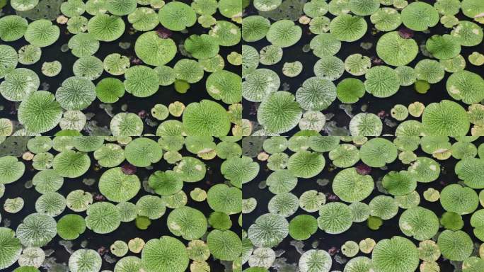 鸡头米芡实农业种植基地航拍