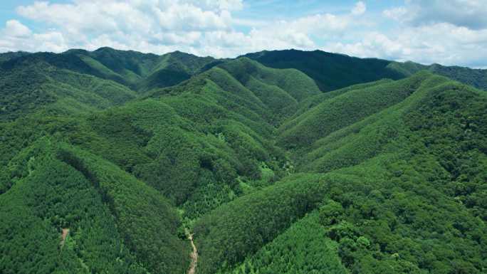 绿植大山环保治理蓝天阳光绿色自然天然氧吧