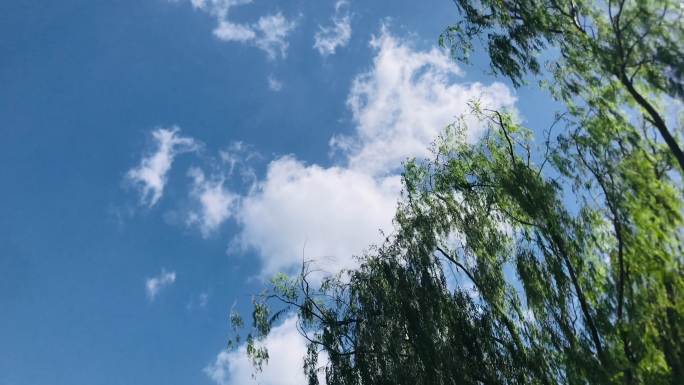 柳树 柳条 蓝天 白云飘飘