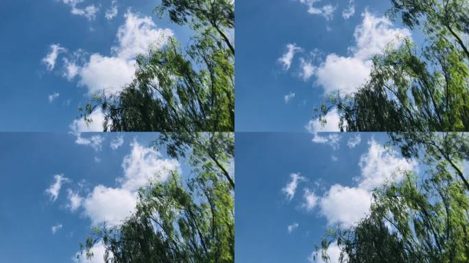 柳树 柳条 蓝天 白云飘飘