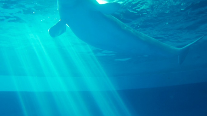 在水族馆里游泳的白海豚和水下的阳光