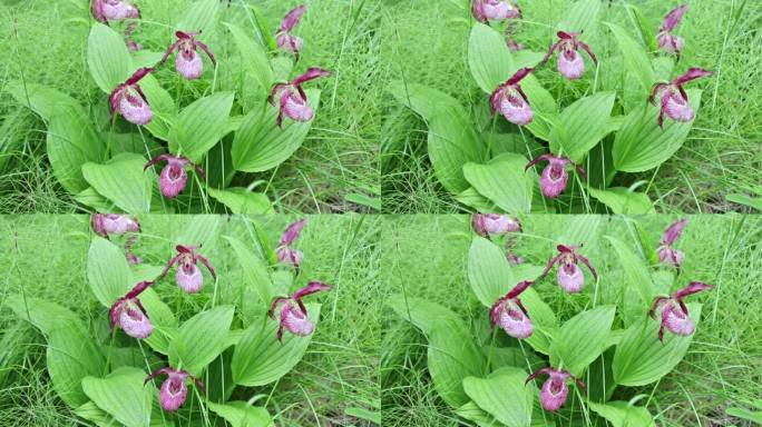 珍稀野生药用植物：大花杓兰