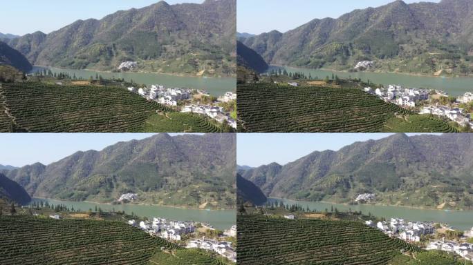 4K航拍安徽猴坑村茶山