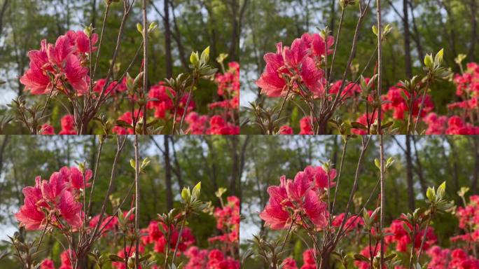 风吹杜鹃花映山红3