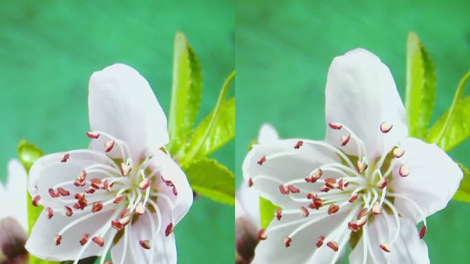 竖画幅白色桃花开花延时