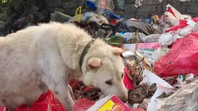 流浪狗 流浪狗找食物 狗 野狗 流浪犬