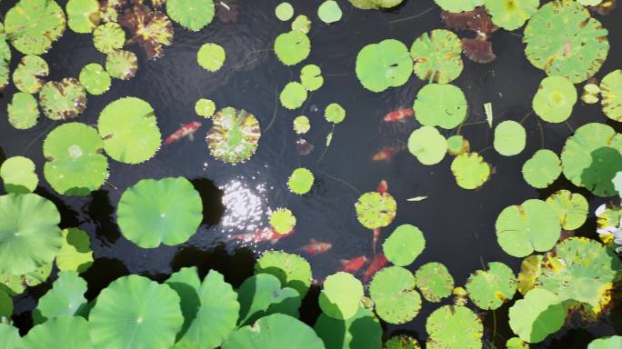 夏天荷花池塘锦鲤航拍