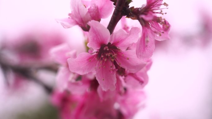 春天雨中盛开的桃花