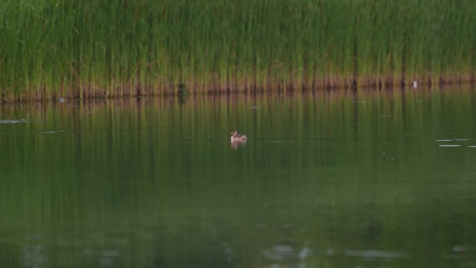 【4K】实拍湖水、野鸭、白鹭