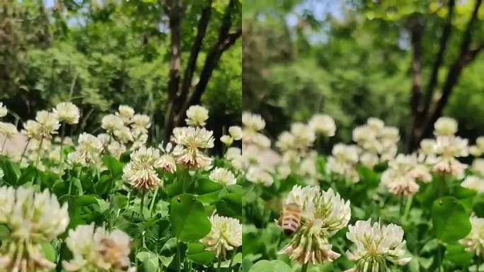 蜜蜂采花