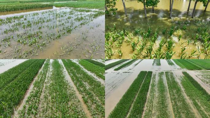 洪涝灾害田地玉米地