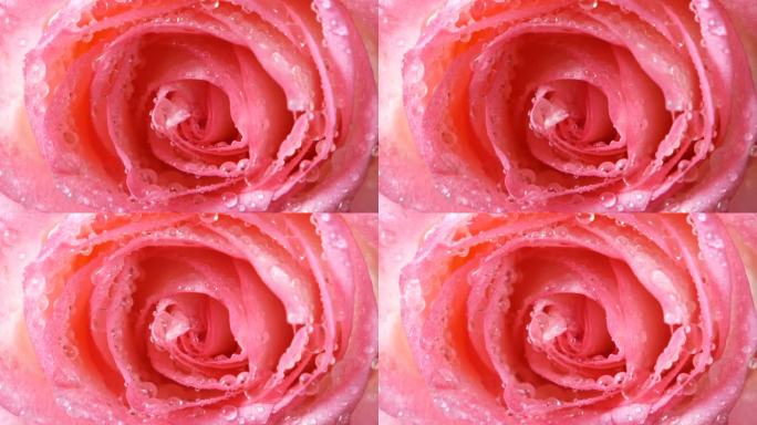 美丽的粉色玫瑰宏观背景