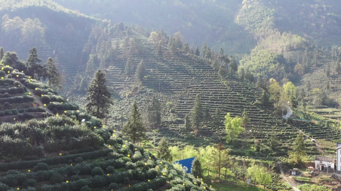 4K航拍安徽猴坑村茶山