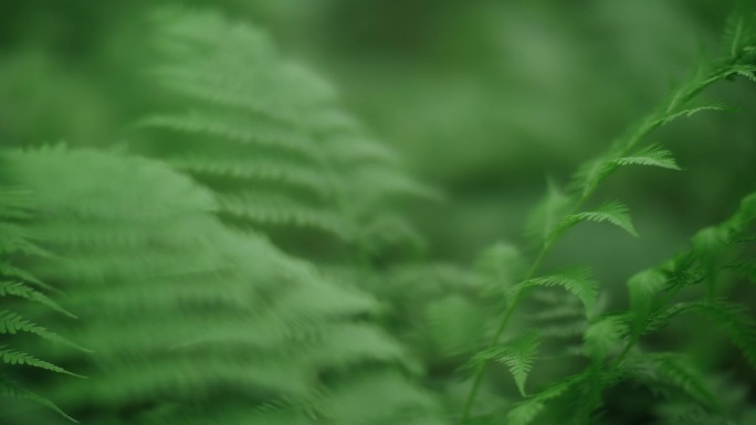 夏日雨林中新鲜的绿色蕨类质叶，与奇异的热带植物紧密相连