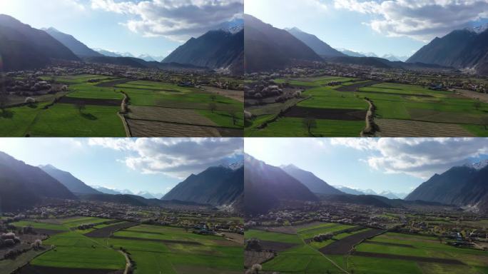开满桃花的西藏波密县乡村田园风景