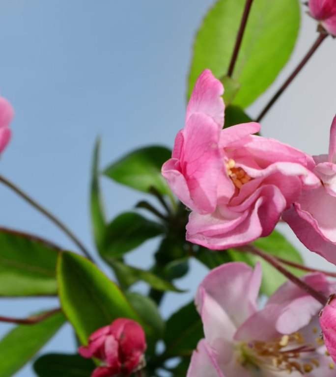 竖画幅西府海棠开花延时